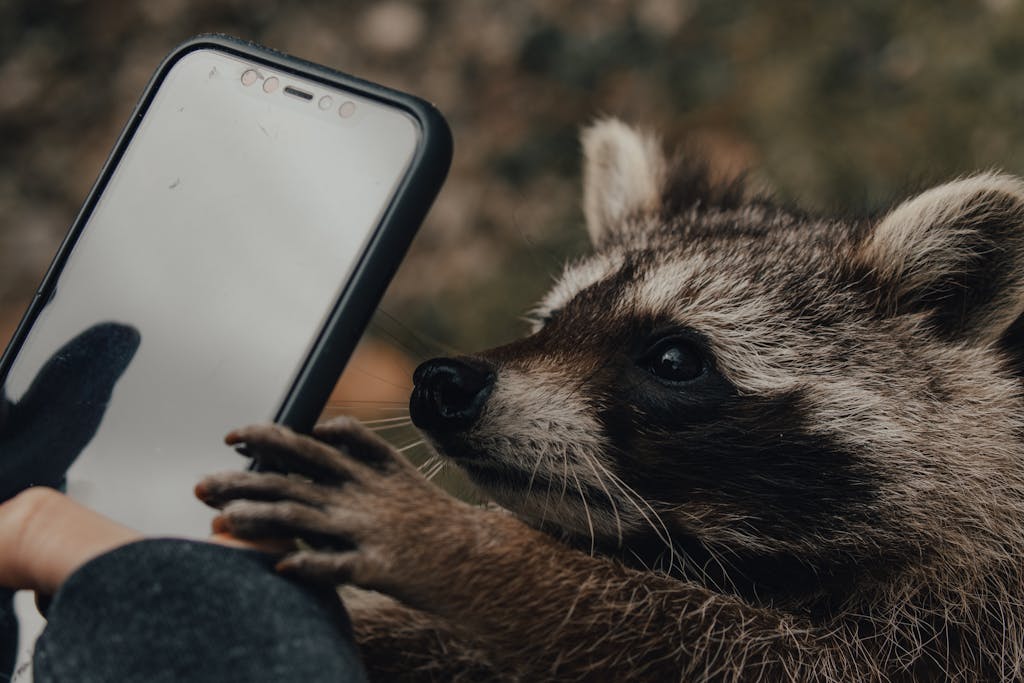 Person taking photo of raccoon on smartphone in nature