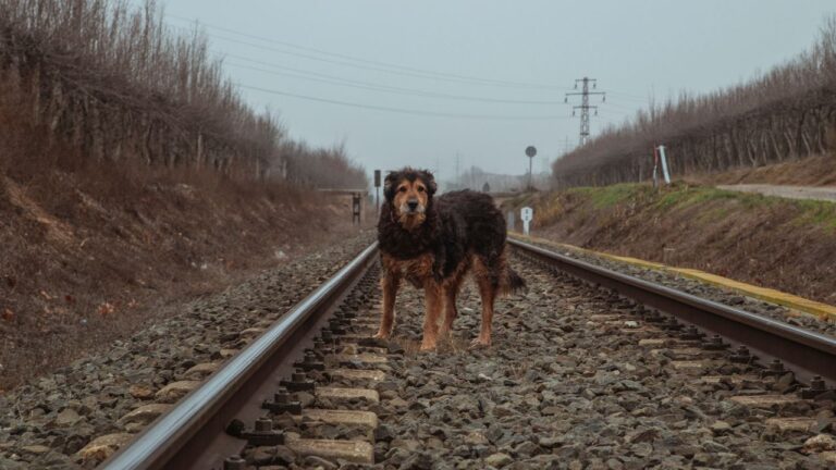„O psie, który jeździł koleją” – Roman Pisarski – Recenzja książki